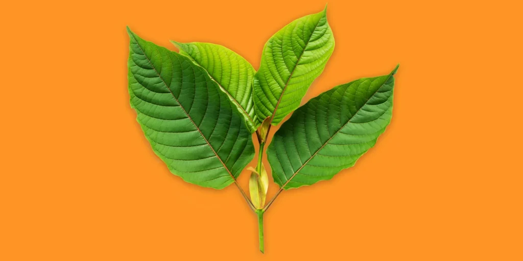 Can One Develop Kratom Tolerance?