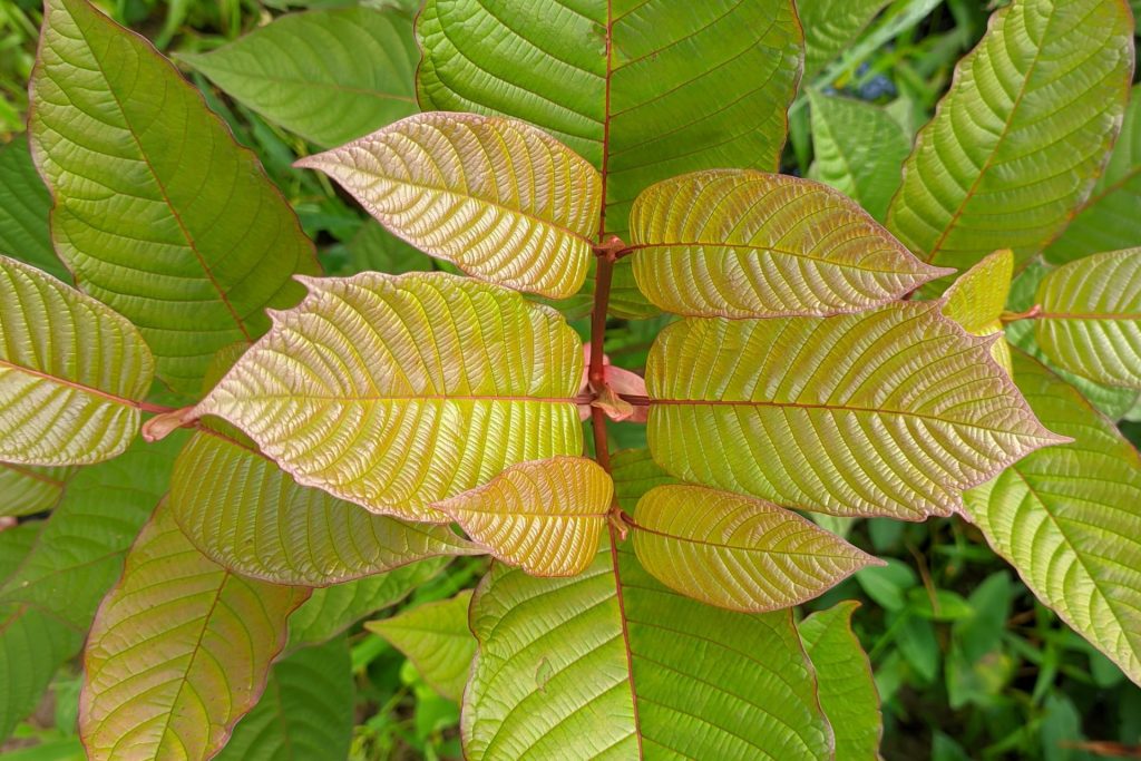 kratom vendors