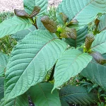 best kratom teas